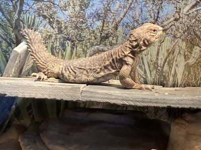 Uromastix