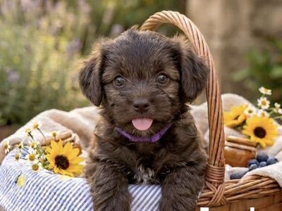 *Hypoallergenic small-breed Puppies