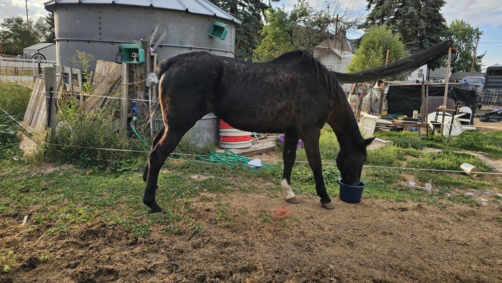 Older papered black AQHA horse