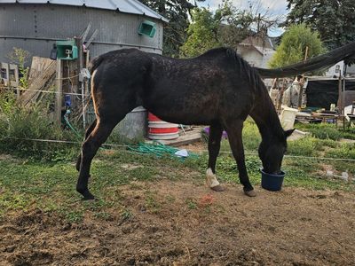 Older papered black AQHA horse