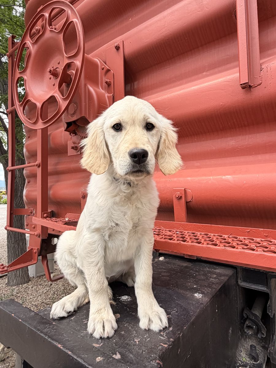 AKC Golden Retriever TRAINED lab. service therapy