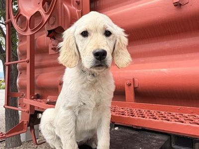 AKC Golden Retriever TRAINED lab. service therapy