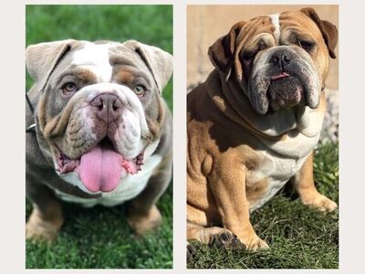 English Bulldog Puppies