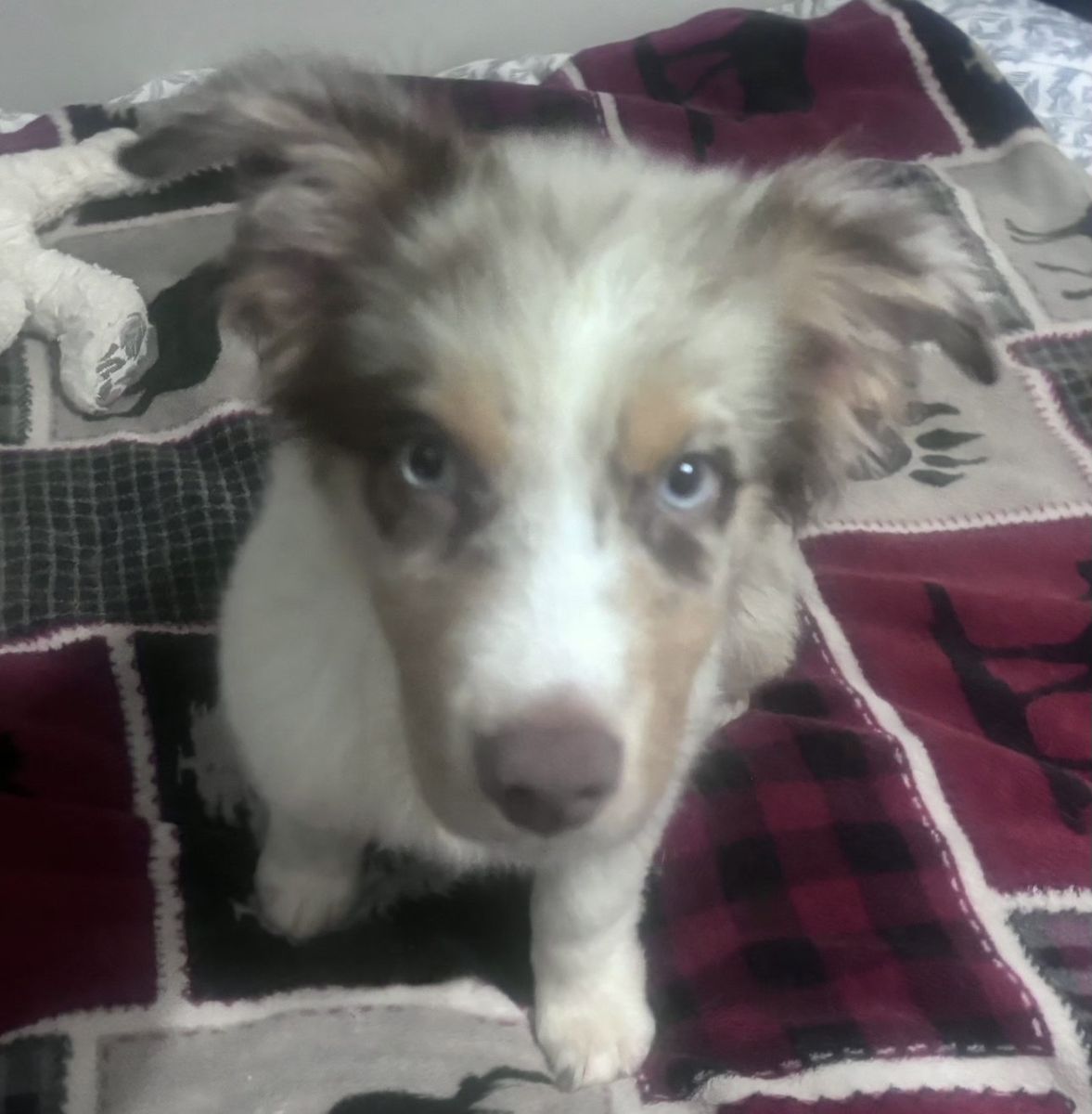Male Standard Aussie Pup!