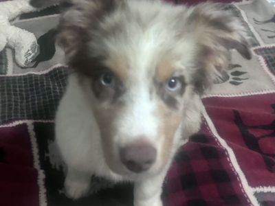 Male Standard Aussie Pup!