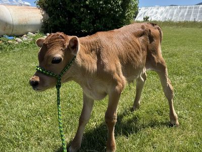 Jersey cross bull calf