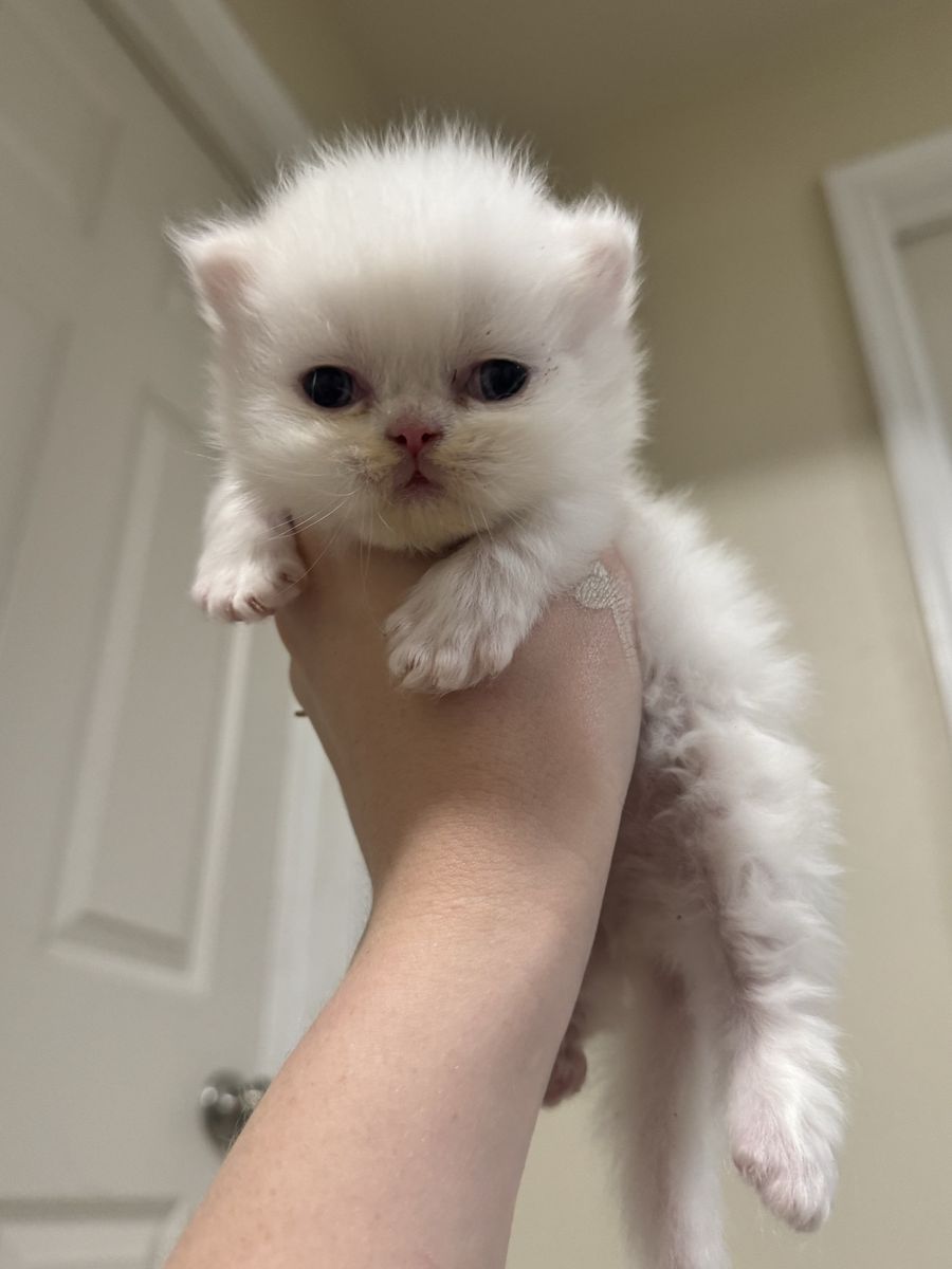 Persian Kittens