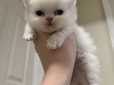 Persian Kittens