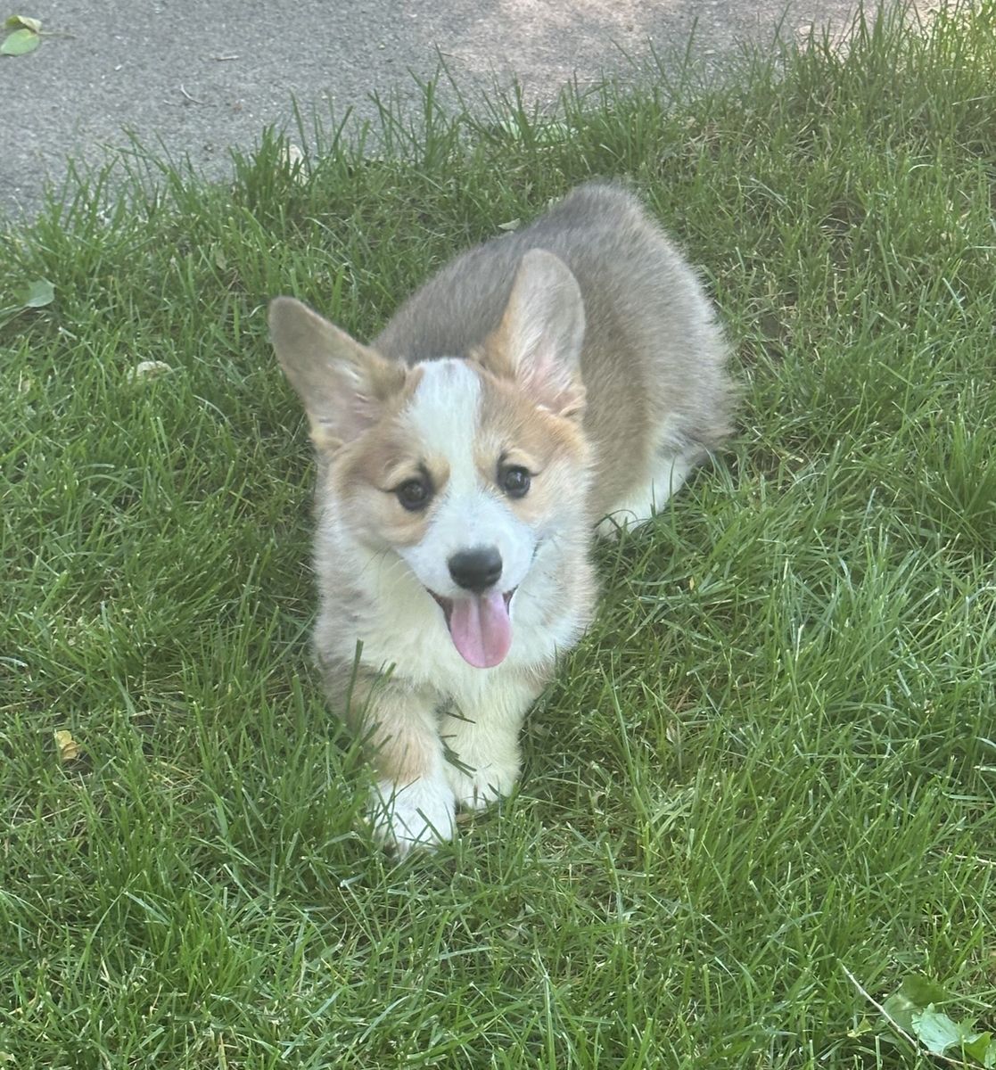 DNA Tested Triple Clear - AKC Corgi Pup