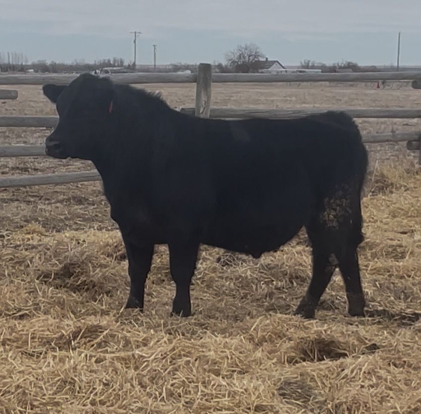 Registered Angus Yearling Bulls
