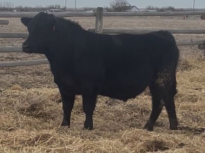 Registered Angus Yearling Bulls