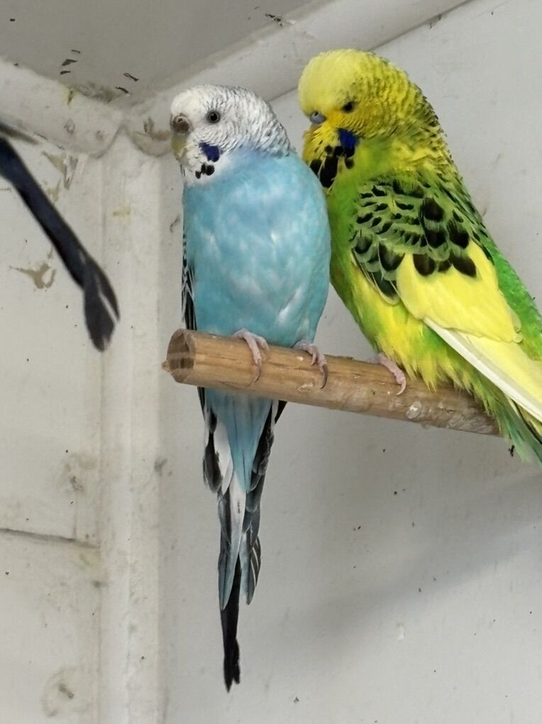 English Budgies