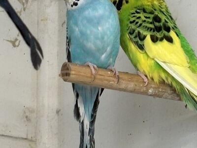 English Budgies