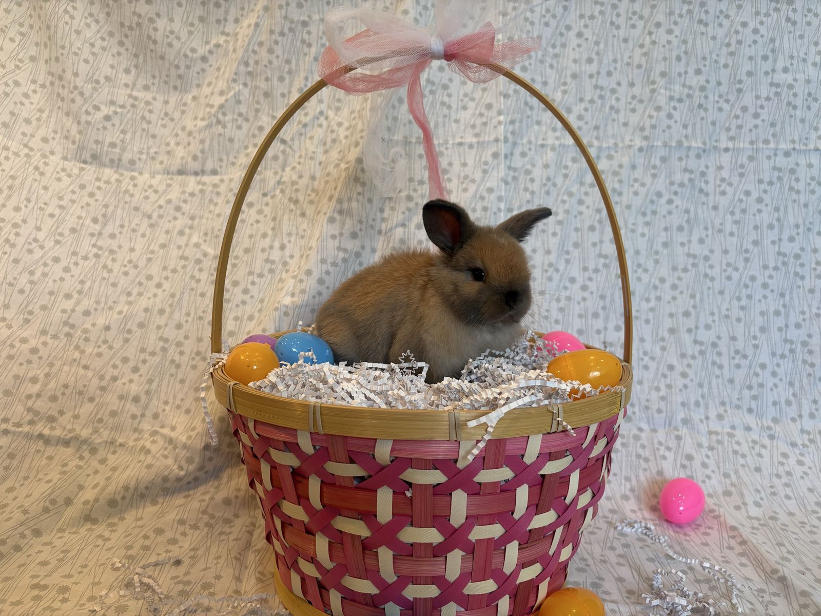 6 week old purebred Holland Lop Bunny