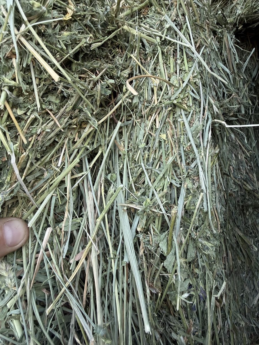 Alfalfa/Grass Hay