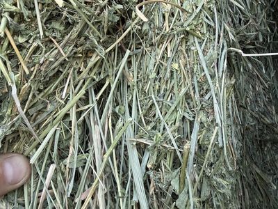 Alfalfa/Grass Hay