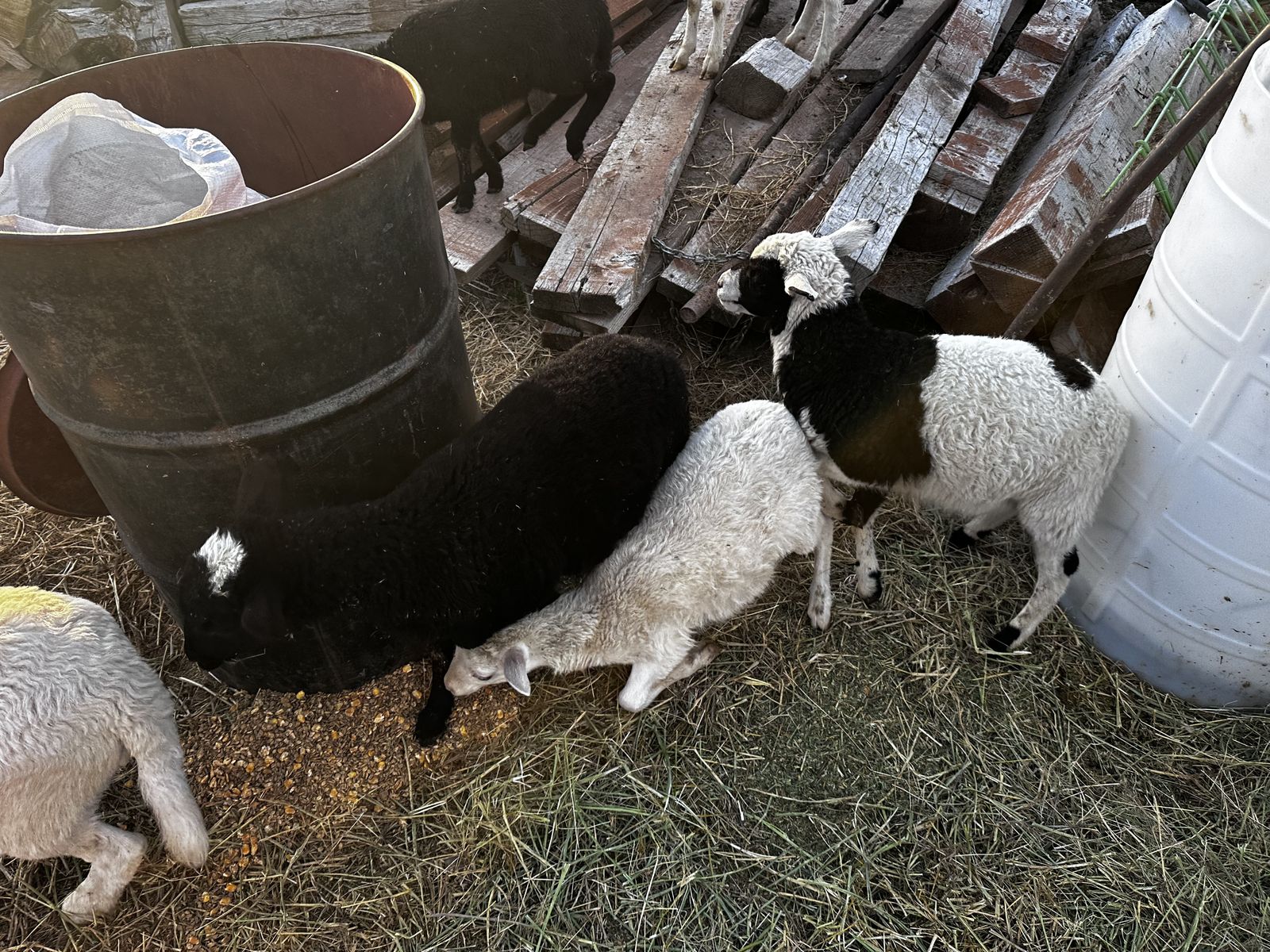 Hair sheep little Rams
