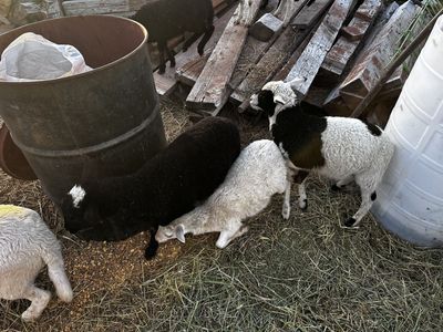 Hair sheep little Rams