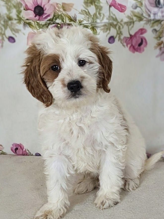 Mini Goldendoodle Puppy – Lovey - $1,800
