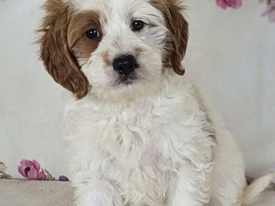 Mini Goldendoodle Puppy – Lovey - $1,800