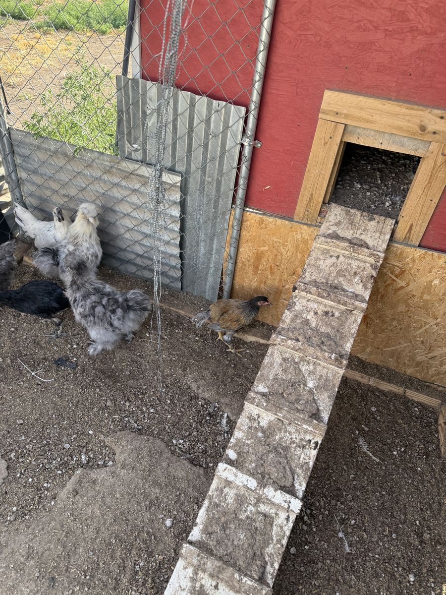Free Roosters 