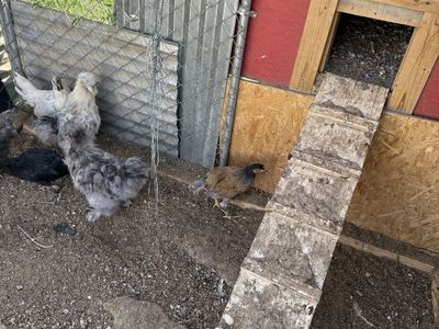 Free Roosters