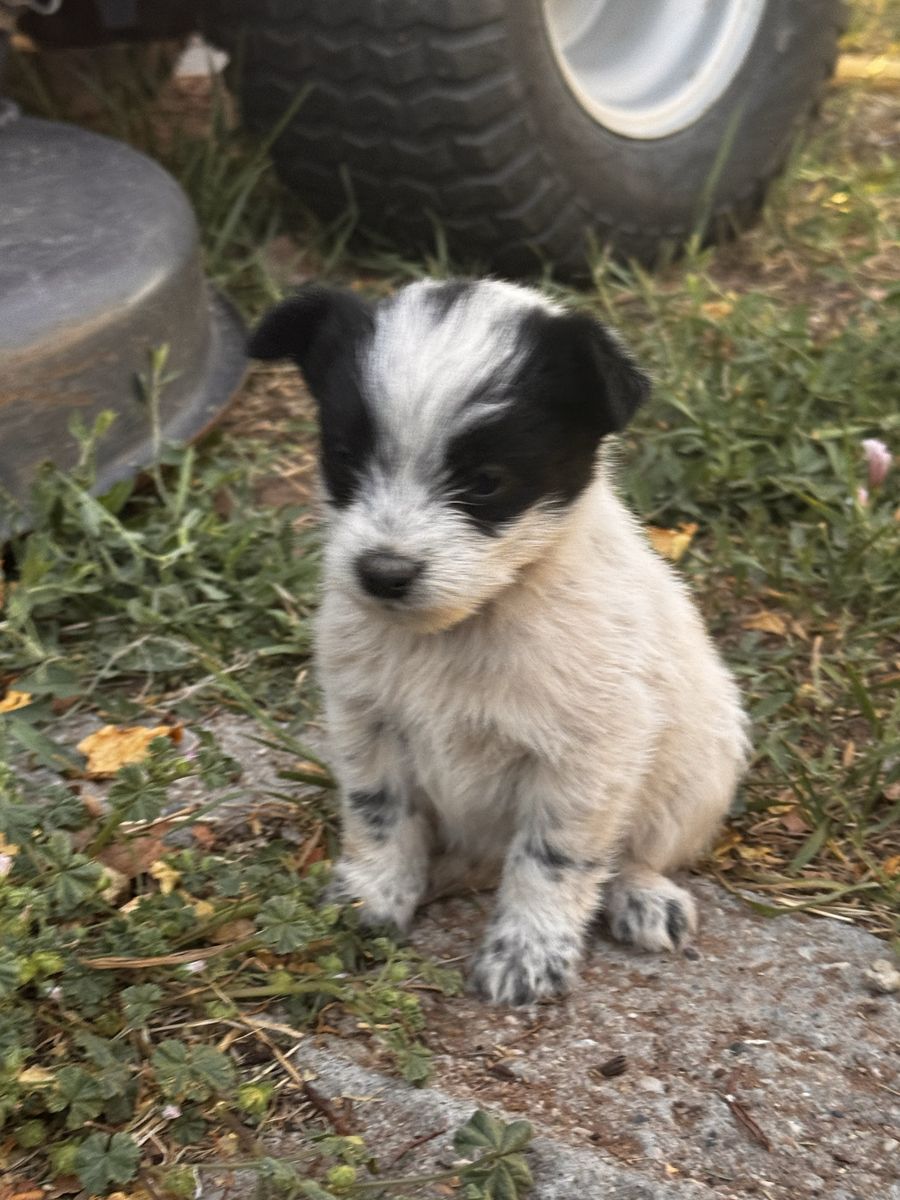 Adorable Black & White Mini heeler/Terrier Mix Puppies - Ready for a Loving Home!