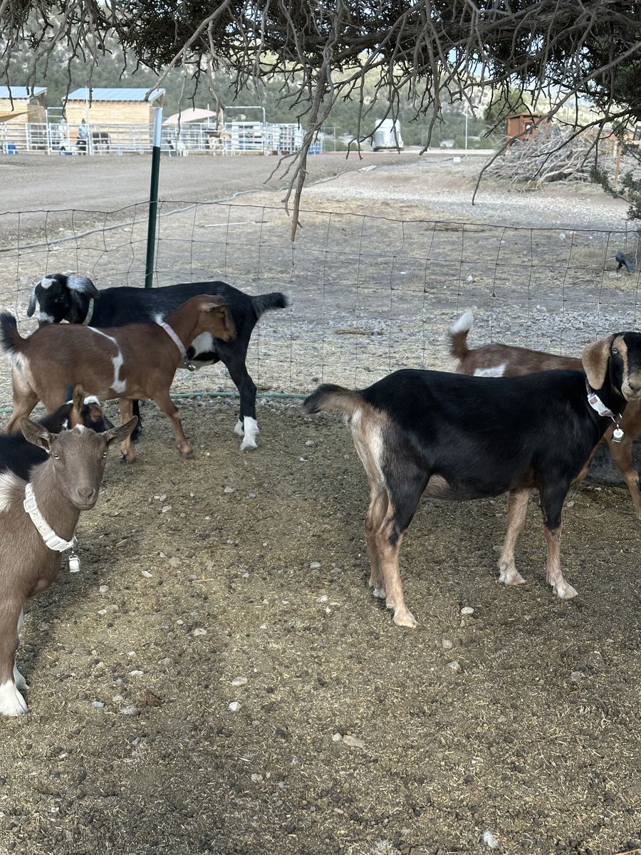 Pregnant Nubian Goat