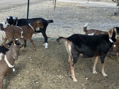 Pregnant Nubian Goat