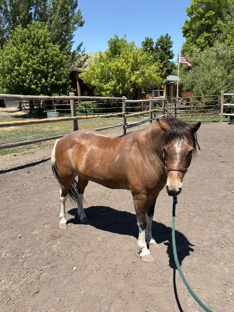 Welch Pony For Sale