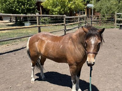 Welch Pony For Sale