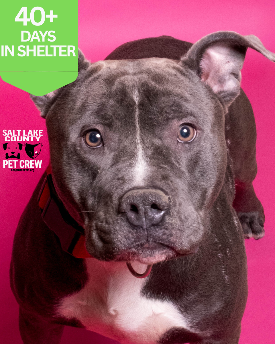 A162573 Sancho, Available for Adoption