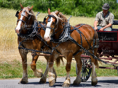 4 yr old Belgian Draft Horse Team