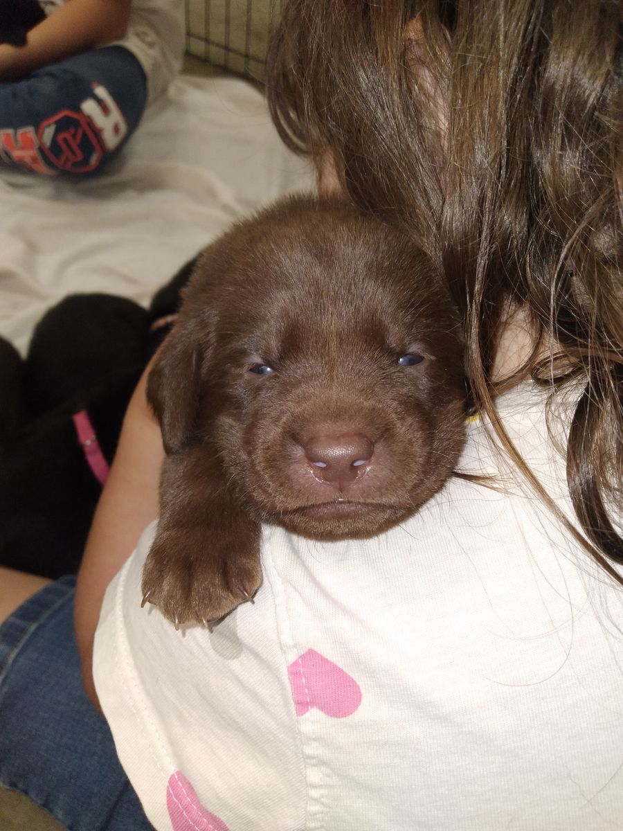 Pure breed Lab puppies