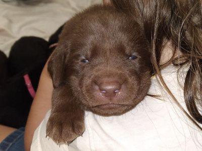 Pure breed Lab puppies