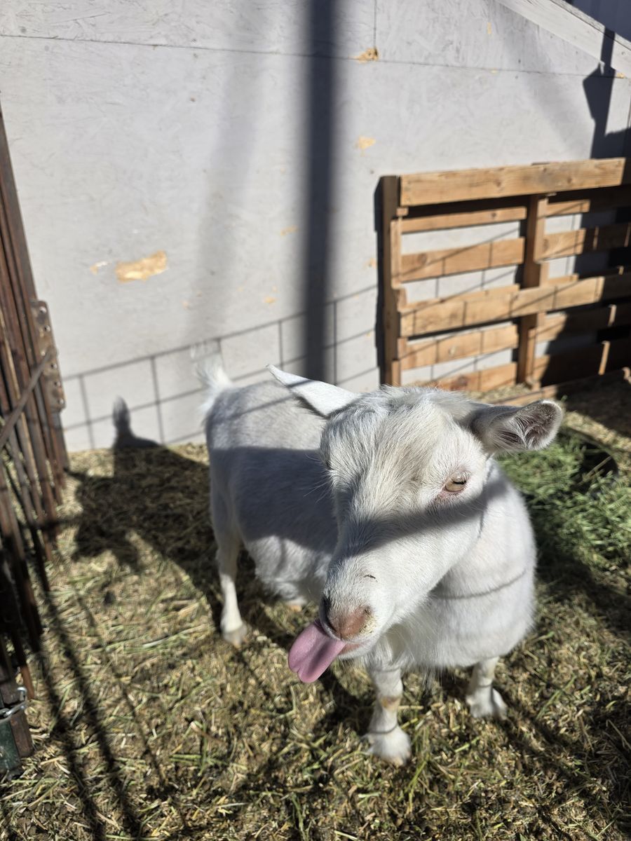 AGS registered Bred nigerian Doe
