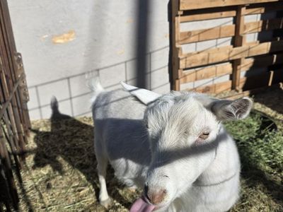 AGS registered Bred nigerian Doe