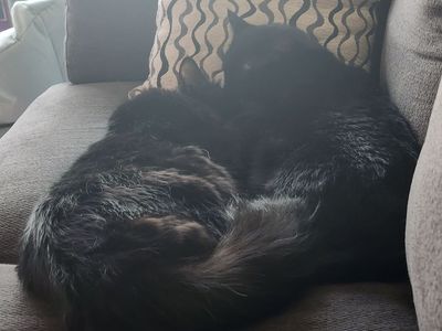 2 sweet cats