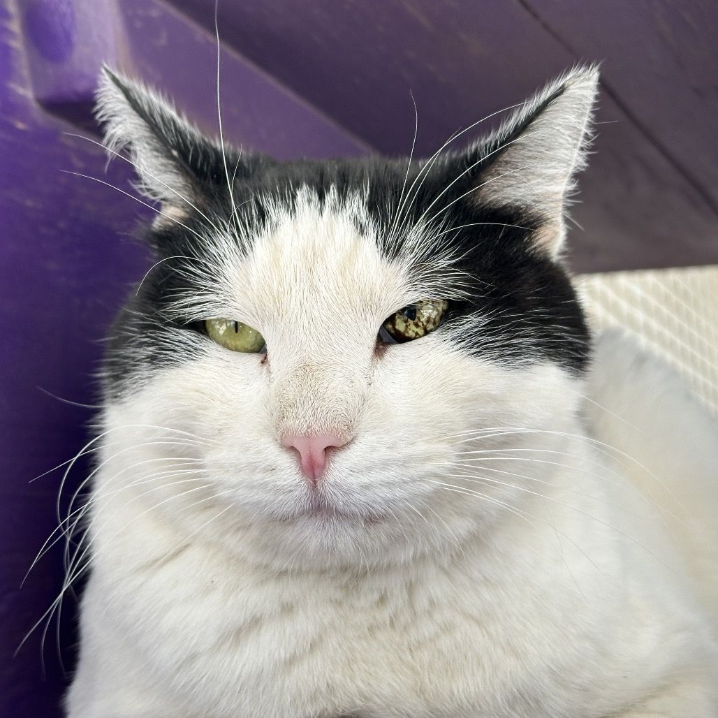 Hello my name is Bold