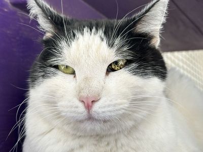 Hello my name is Bold