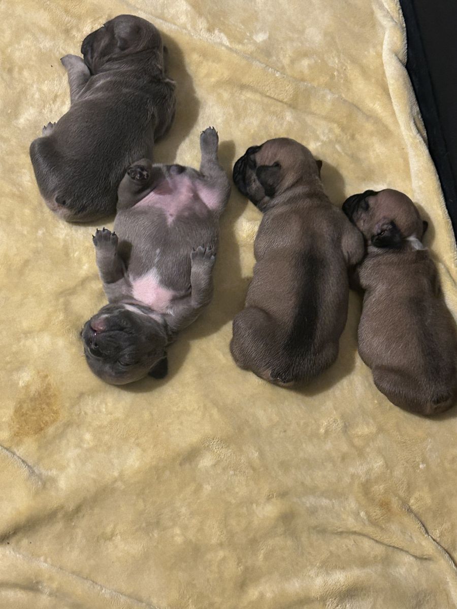 French Bulldog Puppies