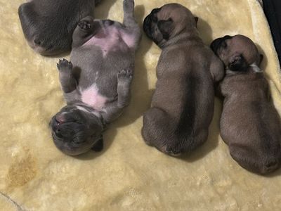 French Bulldog Puppies