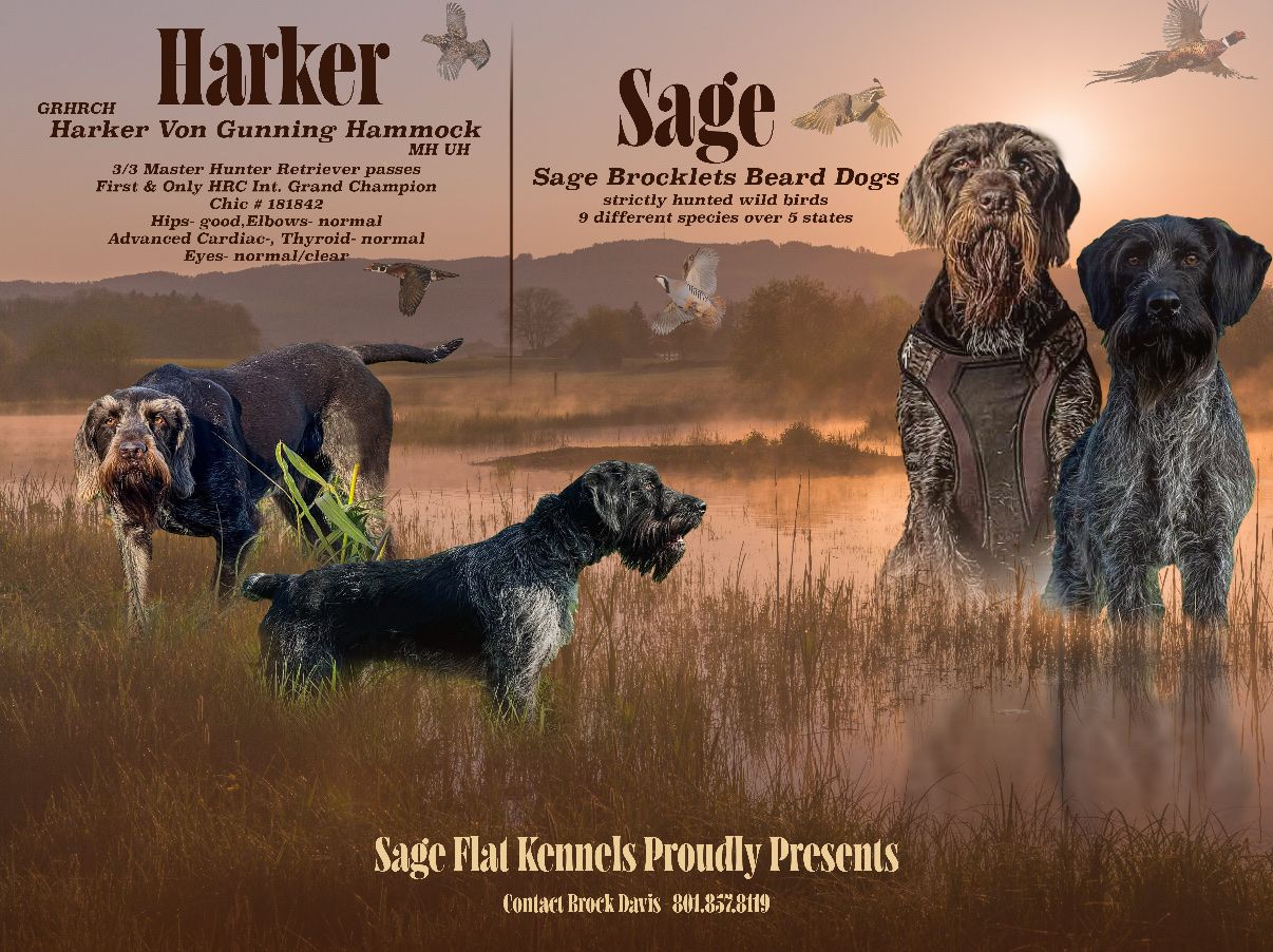 German Wirehair
