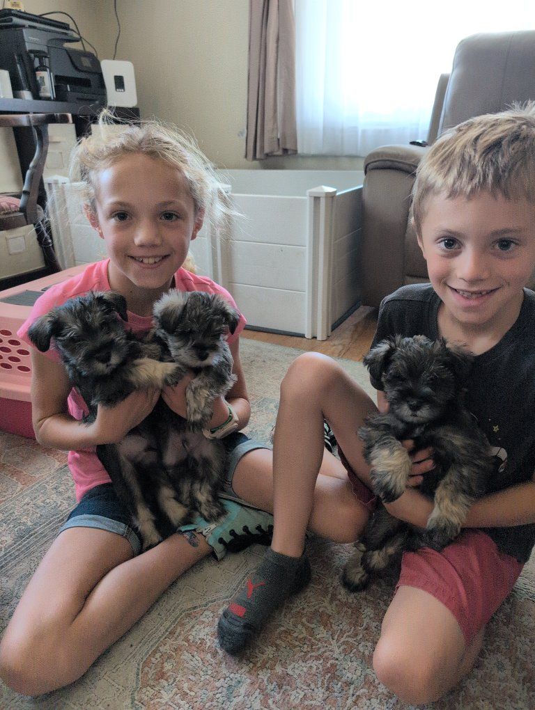 AKC Miniature Schnauzer Puppies 1500.00