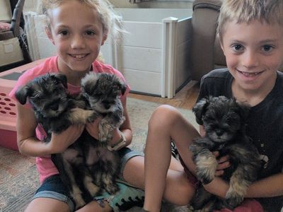 AKC Miniature Schnauzer Puppies 1500.00