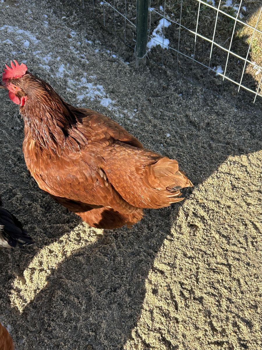 4 year old Rhode Island Red laying hen