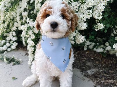 Beautiful Parti Colored Female Mini Goldendoodle Puppy