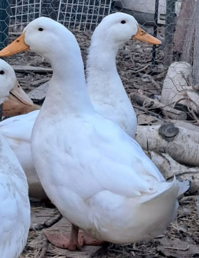 Carmel the Pet Duck