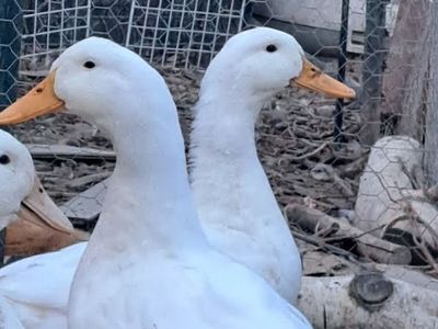 Carmel the Pet Duck