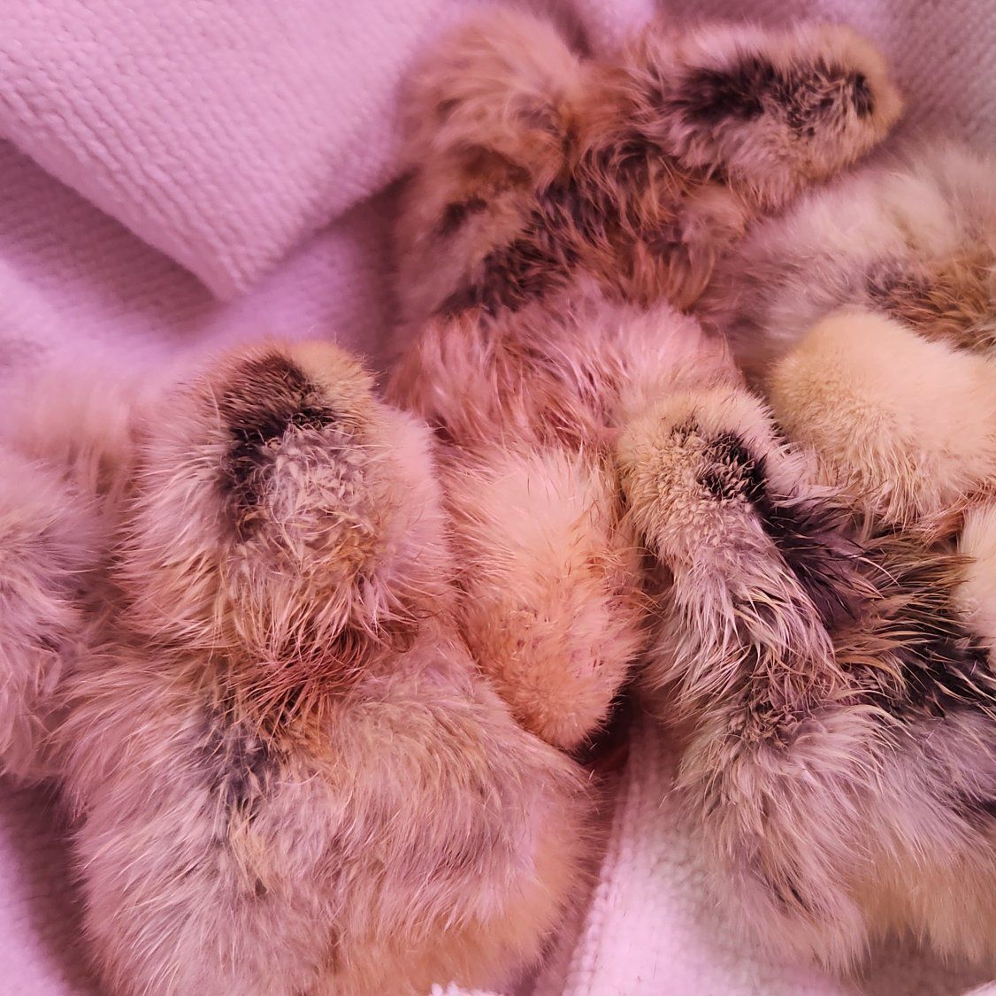 Olive egger/Blue layer chicks
